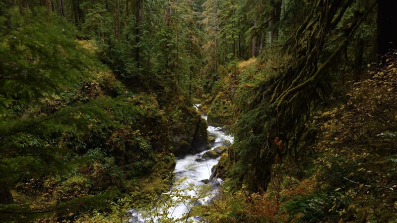 Peaceful Nature Scenes from a Rainy Washington State